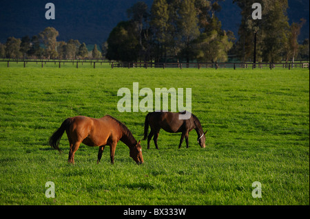 Horses grazing in lush pastures Stock Photo