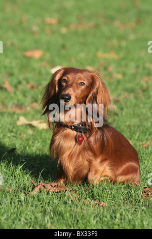 long-haired dachshund dog - sitting on meadow Stock Photo
