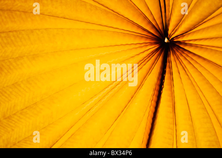 Chinese paper lantern in illuminating orange light at night Stock Photo