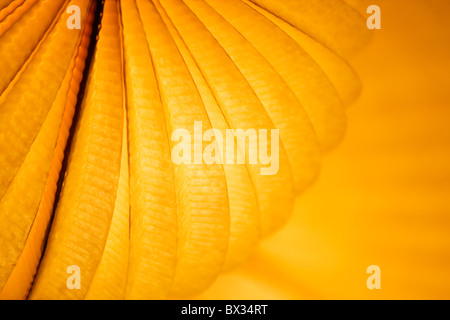 Chinese paper lantern in illuminating orange light at night Stock Photo