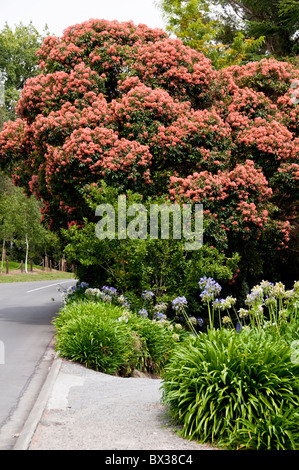 Rata Tree in Flower,Agapanthus,Flowers,Havelock North,Hawke's Bay,North Island New Zealand Stock Photo