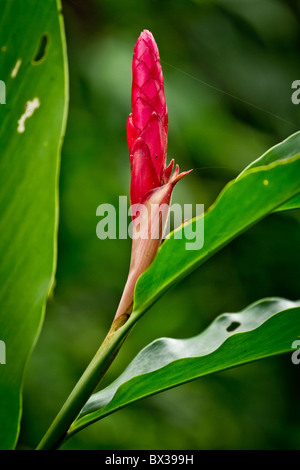 blooming palm in rainforest Stock Photo