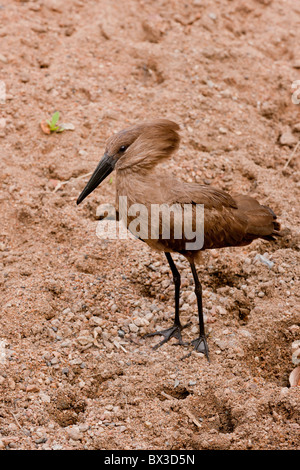 Portrait of a hammerkop (Scopus umbretta) at a waterhole. The photo was taken in Kruger National Park, South Africa. Stock Photo