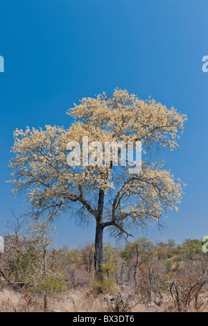 Knob-thorn tree (Acacia Nigrescens) against a clear blue sky, on ...