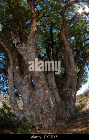 Close-up shot of a sycamore fig (Ficus sycomorus). The photo was taken in Kruger National Park, South Africa. Stock Photo