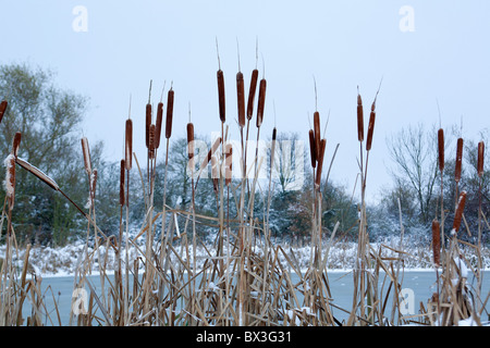 Bull Rushes and a frozen lake. Stock Photo