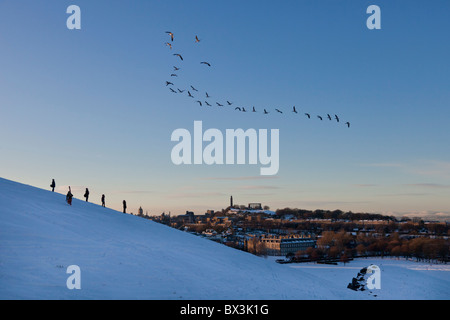 Geese flying over a snowy Holyrood Park, Edinburgh Stock Photo