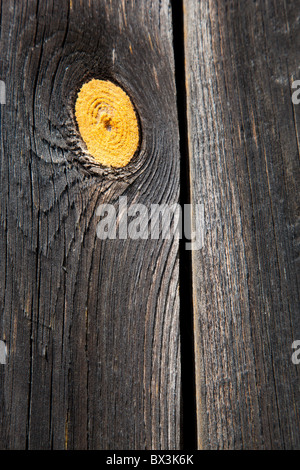 Old wooden plank with yellow colored branch mark Stock Photo