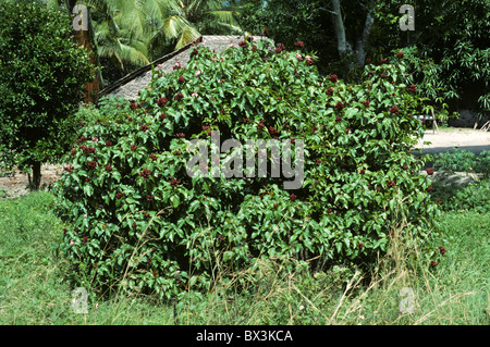 Bixa dye plant with mature seedpods, Kenya Stock Photo