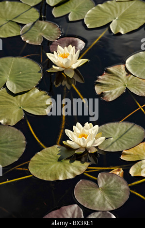 White water lily's in North Norway Stock Photo - Alamy