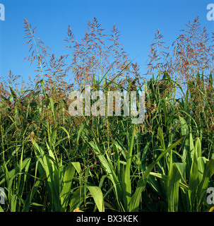 Johnson grass (Sorghum halepense) flowering in a mature maize crop, Italy Stock Photo