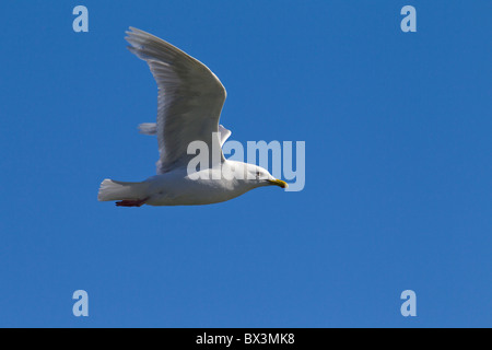 Iceland Gull (Larus glaucoides) in flight, West-Greenland, Greenland Stock Photo