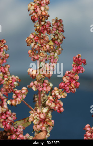 Rumex rupestris  Shore Dock Stock Photo