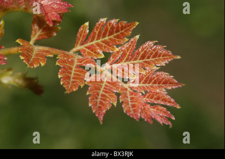 Koelreuteria paniculata  Golden Rain Tree  Spring foliage Stock Photo