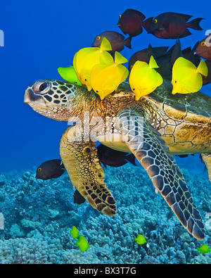 Endangered green sea turtle, Chelonia mydas, being cleaned by yellow tang, Zebrasoma flavescens, gold-ring surgeonfish, Hawaii Stock Photo