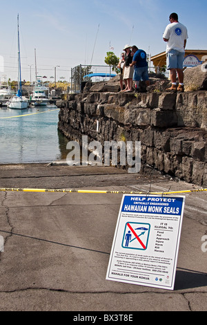 government officials and locals keeping eyes on Hawaiian monk seal, Monachus schauinslandi, basking at boat ramp, Hawaii Stock Photo