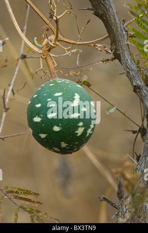 wild melon kruger africa national south park alamy cucurbitaceae fruits calabash sphaerica lagenaria pumpkin