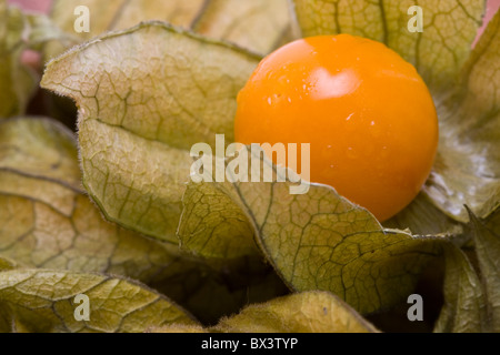 Fresh organic physalis fruit (also called cape gooseberry) Stock Photo
