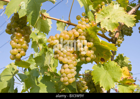 bunch of ripe grapes on grapevine right before harvest Stock Photo