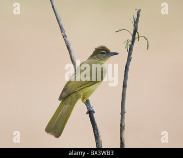 Yellow-Bellied Greenbul Chlorocichla flaviventris Kruger National Park South Africa Stock Photo
