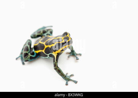 Black, Yellow And Blue Poison Dart Frog (Dendrobates Ventrimaculatus) Stock Photo