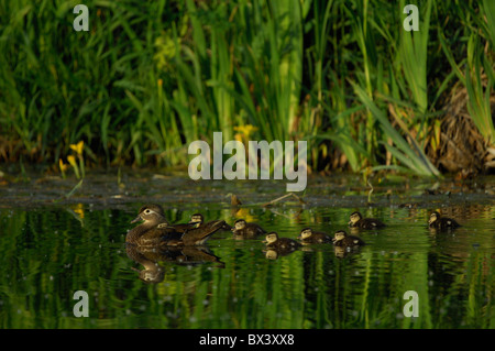 Wood duck (Aix sponsa), mother with ducklings Stock Photo