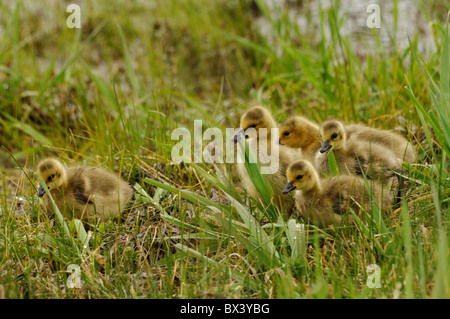 Canada Geese (Branta canadensis), goslings Stock Photo