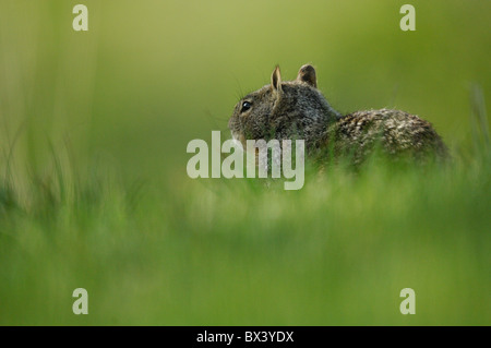 California ground squirrel (Spermophilus beecheyi) Stock Photo