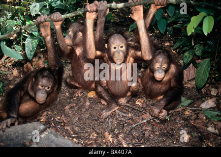 Juvenile Orangutans exercising. Sepilok Orangutan Sanctuary Stock Photo