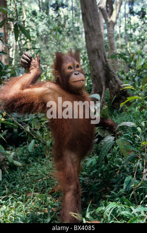 Juvenile Orangutan walking in rain forest, Sepilok Orangutan Sanctuary Stock Photo
