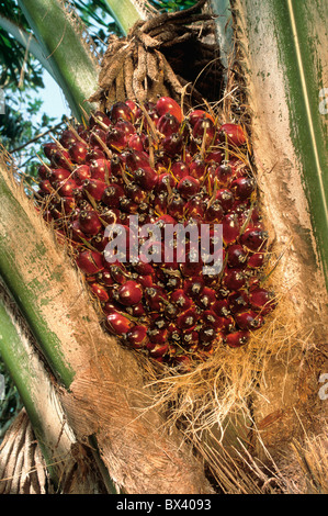 Oil Palm pods, closeup, plantation.  Malaysia Stock Photo