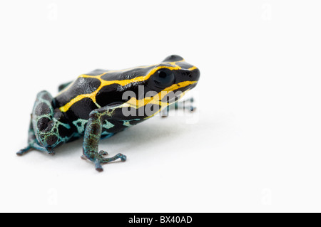 Black, Yellow And Blue Poison Dart Frog (Dendrobates Ventrimaculatus)