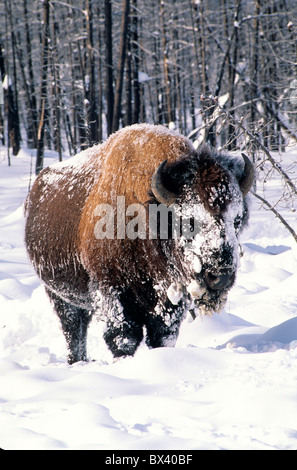 North American Bison in the winter. Stock Photo