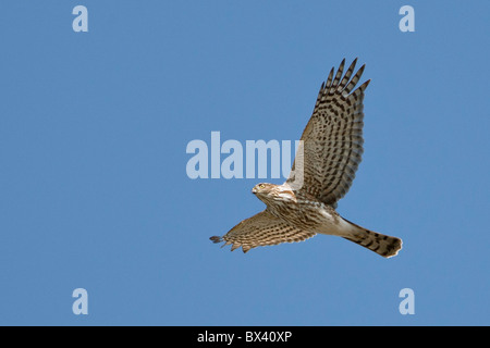 A Juvenile Sharp-shinned Hawk in Flight Stock Photo