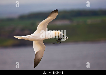 Gannet in flight carrying seaweed in its mouth Stock Photo