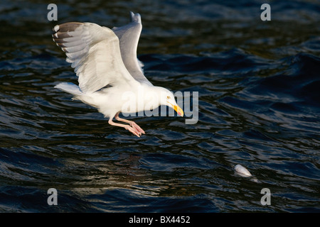 Herring gull taking fish from a dark blue sea. Stock Photo