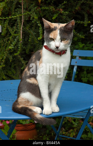 Cat sitting on a blue garden table, Pleurtuit, Brittany, France. Stock Photo