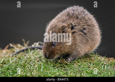 Water vole on a river bank Stock Photo