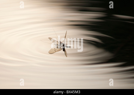 Mayfly, Order Ephemeroptera, on surface of Rydal Lake, Lake District, UK. Stock Photo
