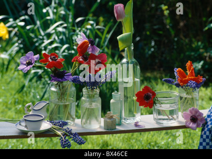 Colorful anemones and blue grape-hyacinths in an assortment of glass jars on wooden garden bench Stock Photo