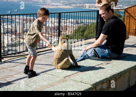 Barbary Macaque monkey sitting with a tourist family in / on Gibraltar Rock and is fed by a boy / child. Stock Photo