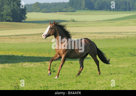 Quarter Horse galloping in the field Stock Photo