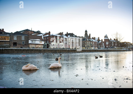 2 Mute swans sitting on the frozen River Ouse with the riverside properties along King's Staith in the distance. York Stock Photo