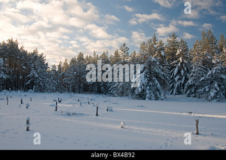 A dragonfly pool frozen in winter, but alive with activity in Summer.  SCO 7079 Stock Photo