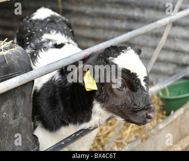 veal calves in a pen Stock Photo