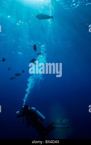 One scuba diver watching fish swimming near the Elphinstone Reef in the Red Sea, Egypt. Stock Photo
