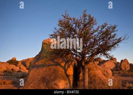 Warm sunset light strikes a desert tree amidst the monolithic rock formations at the City of Rocks State Park in New Mexico, USA. Stock Photo