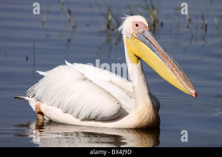 Great White Pelican Pelecanus onocrotalus Floating On Lake Awasa Ethiopia Stock Photo