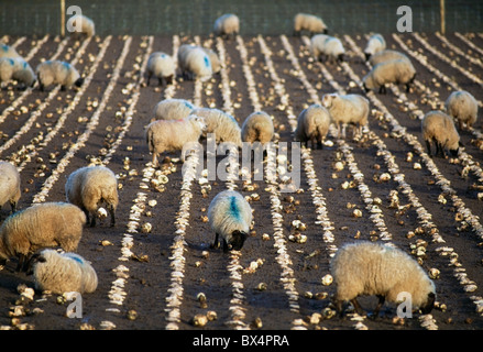 Sheep Feeding On Turnips Stock Photo