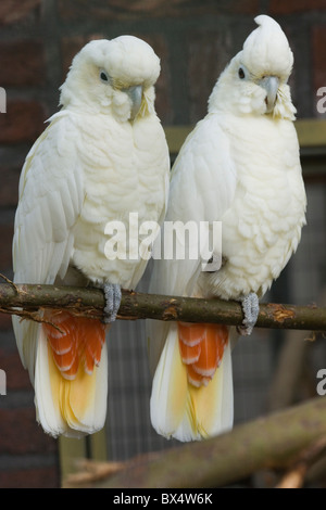 Philippines or Red-vented Cockatoos (Cacatua haematuropygia).  Pair. Stock Photo
